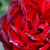 Rojo - Rosas Floribunda - A pesti srácok emléke